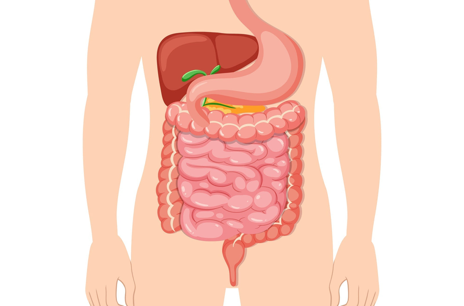 SIBO Uncovered: Causes, Symptoms & Holistic Management for Gut Health