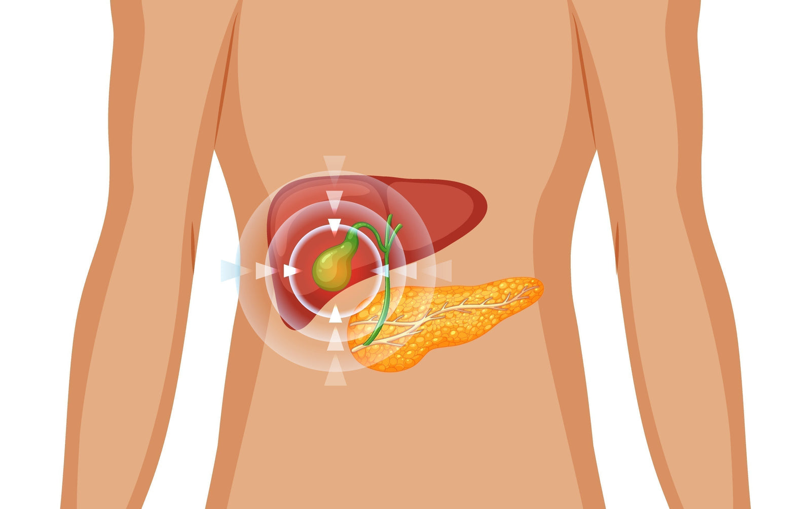 Understanding The Gallbladder: Function, Facts, and Life After Removal