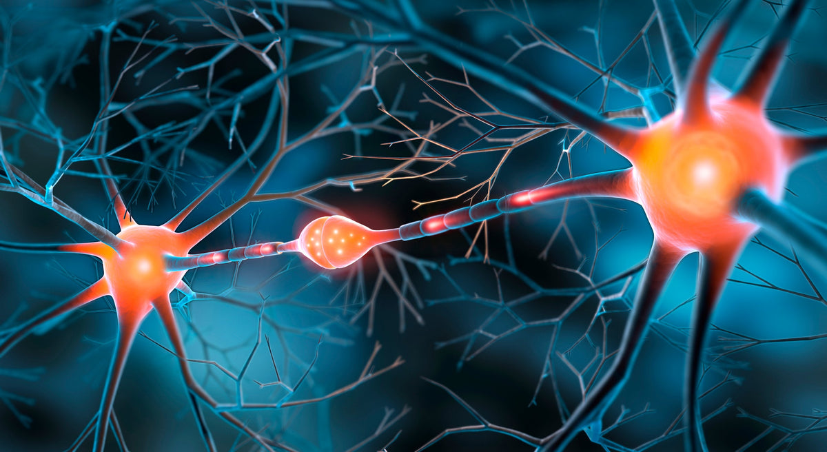 New Study Links Oral Bacteria to Brain Health — Including Alzheimer’s Risk